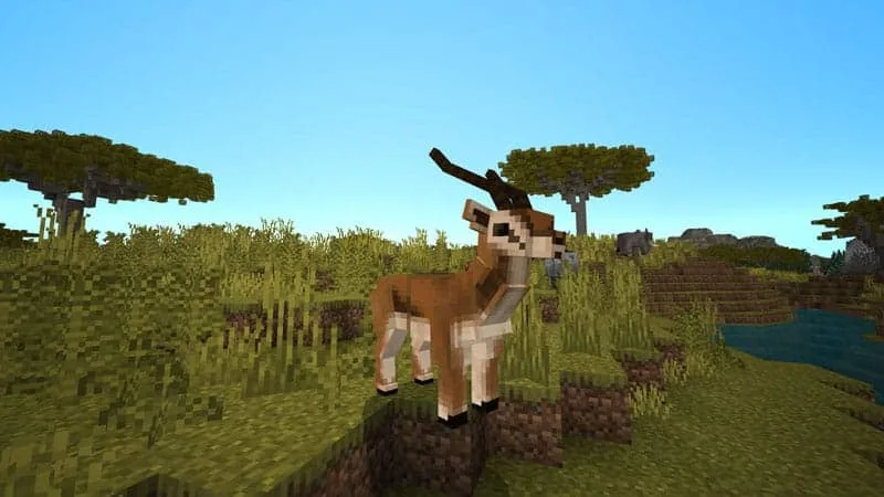 Antelope 1