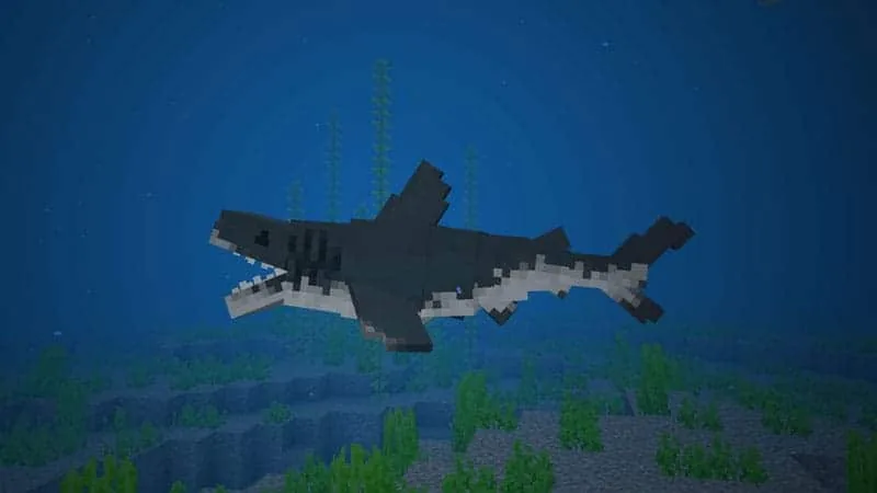Shark 1