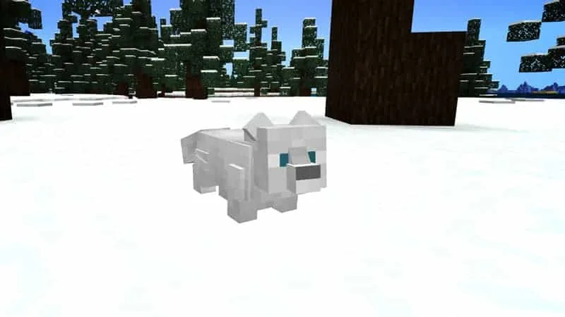 arctic fox 1