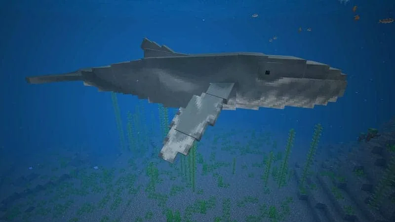 blue whale 1