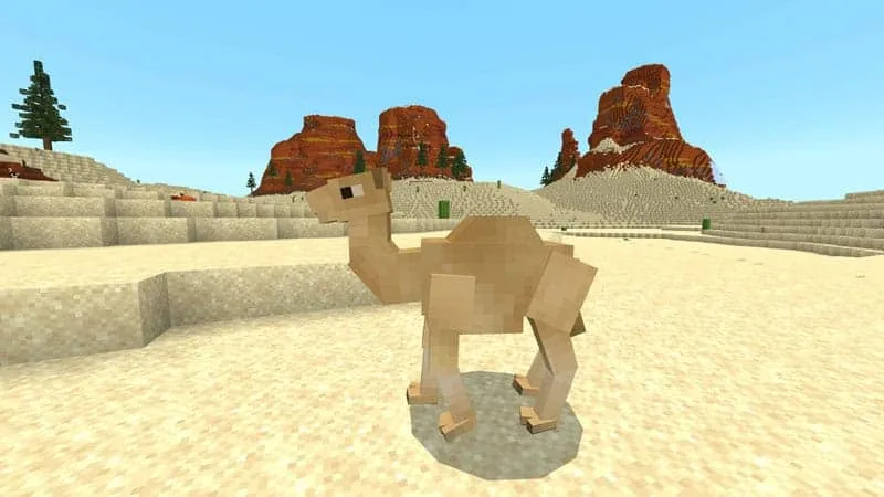 camel desert 1