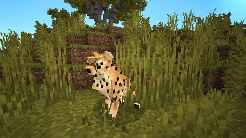 cheetah 1