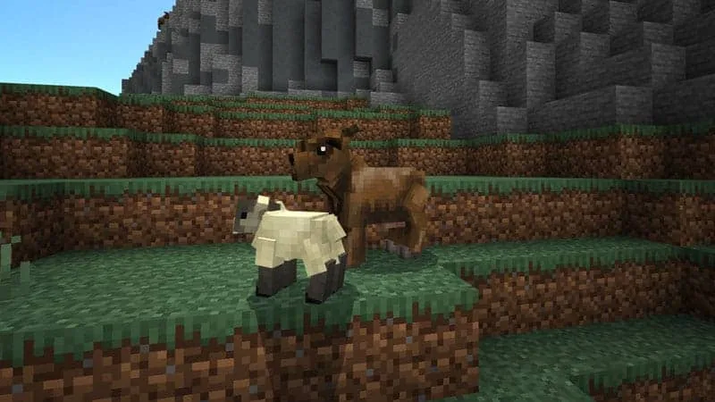 ewe 1