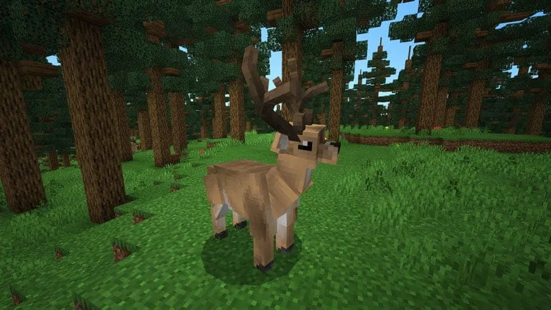 forest buck 1