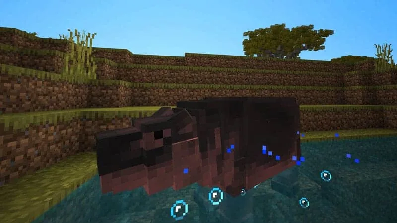 hippo 1
