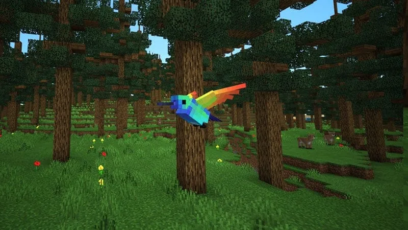 hummingbird 1