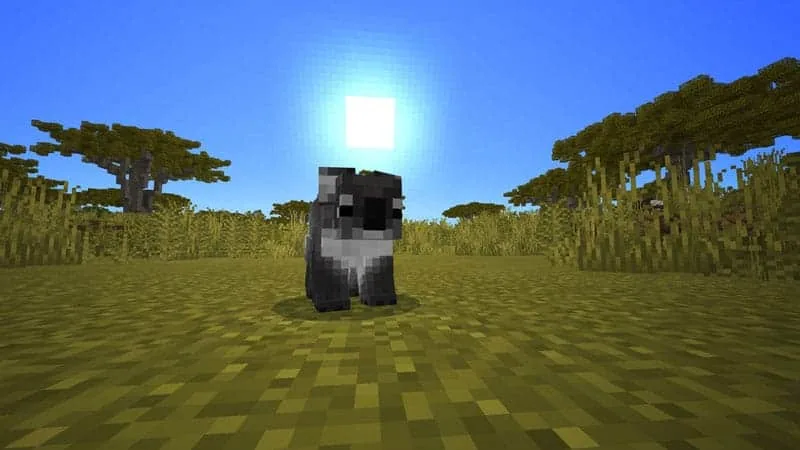 koala 1