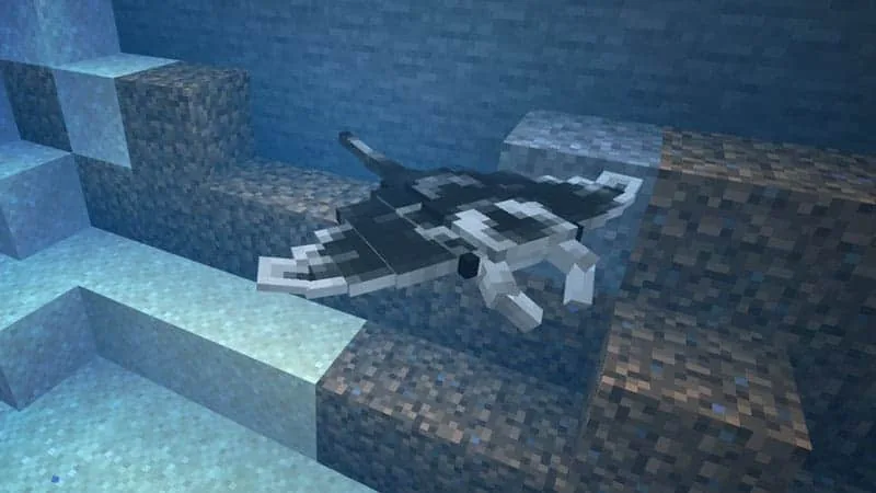 manta ray 2