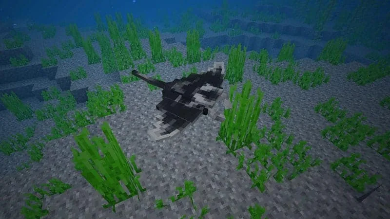 mantaray ocean 1