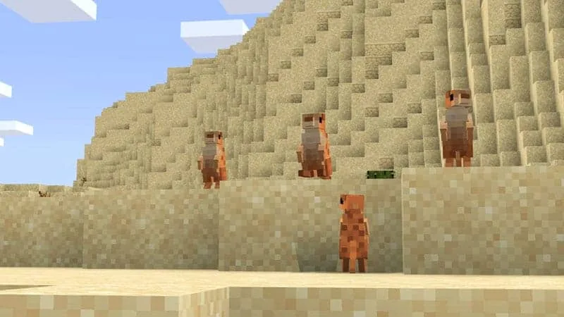 meerkat 1