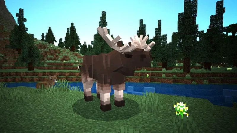 moose 1