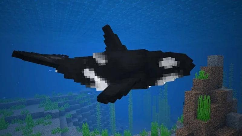 orca 1