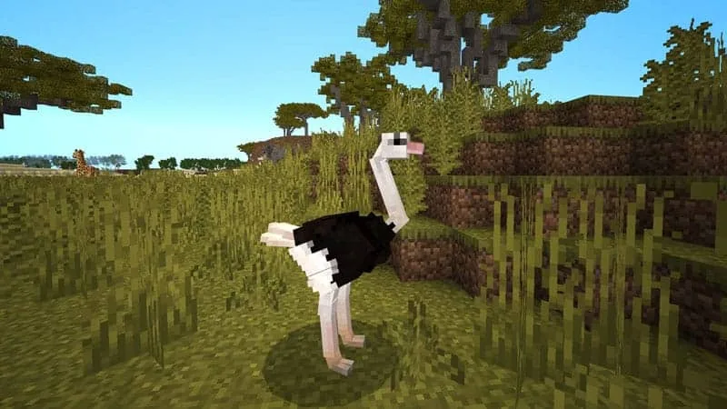 ostrich 1