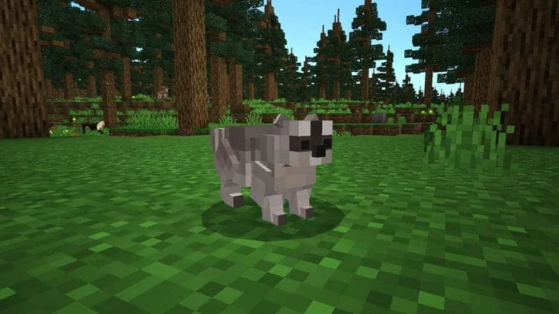 racoon 1