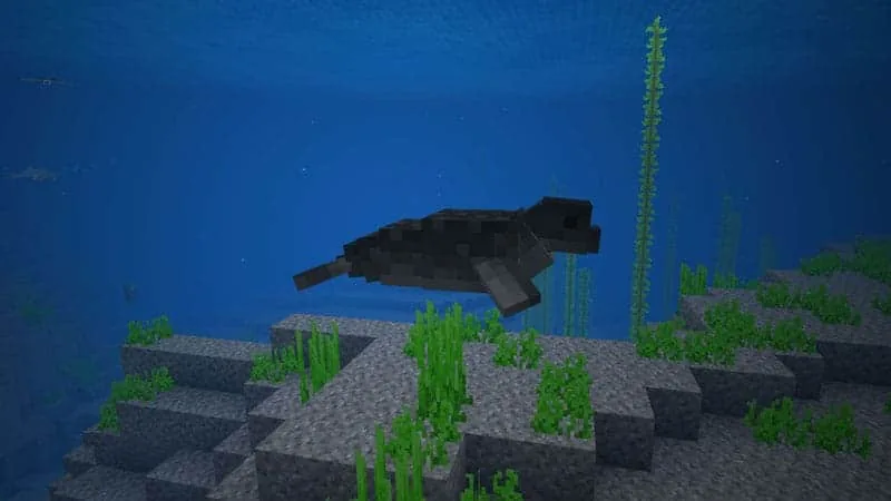 sealocean 1