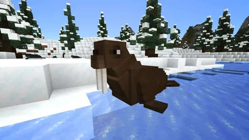 walrus 1