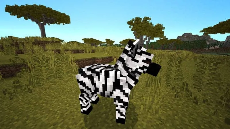 zebra 1