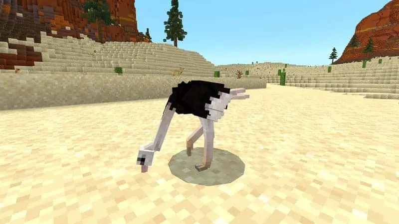 Animals Guide 156 ostric desert 1
